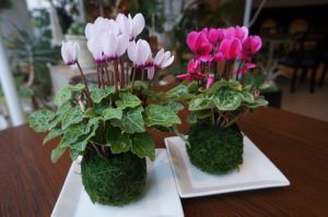 【体験教室】ガーデンシクラメンの苔玉作り